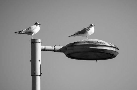 /Riscatto impianti illuminazione pubblica e affidamenti diretti al concessionario uscente